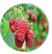 Raspberry
