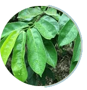Soursop fruit, also called guanábana